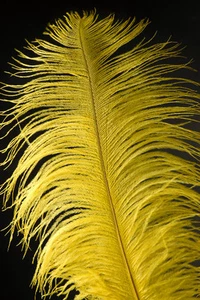 3 YELLOW Ostrich FEATHERS 18-23" Full Wing PLUMES Bridal/Wedding/Centerpiece/Hat - Picture 1 of 2