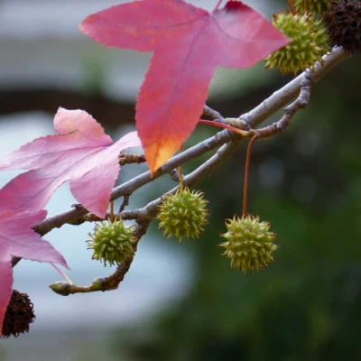 Liquidambar formosana (Chinese Sweet Gum Tree) 25 Seeds | RARE Outdoor Bonsai UK - Image 1 of 3