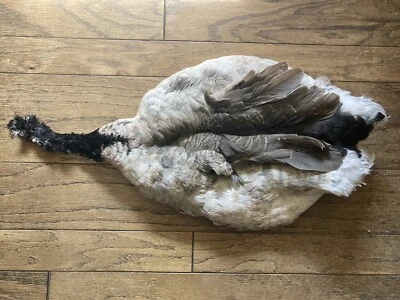 Canada Goose тела области кожи без крыльев без хвоста нахлыстом перья мухи завязывание только - Изображение 1 из 4
