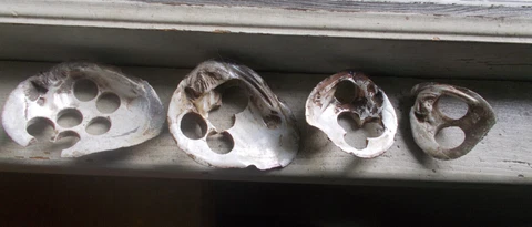 1860s DUG GROUP OF 4 MISSISSIPPI RIVER BUTTON CLAM SHELLS FOR MAKING BUTTONS Cover