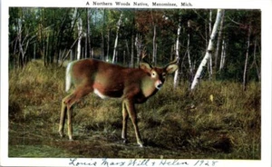 1920s Michigan Postcard A Northern Woods Native Menominee MI Deer Buck Unposted - Picture 1 of 2