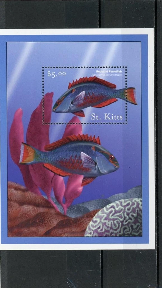 St. Kitts 2013 Fish Scott # 493 como nuevo casi nuevo Foto 1 de 1