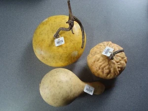 Crate & Barrel Gourd Set - Picture 1 of 5
