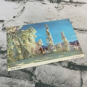 Vintage Collectible Postcard Scenic Alaska Photo By Carl Berlin Alaska Joe - Picture 1 of 3