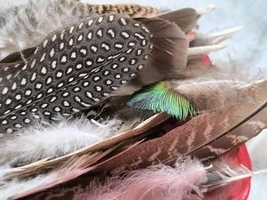 Vintage collection of bird feathers 🪶 - Picture 1 of 7