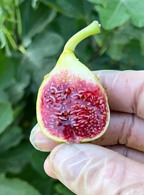 Fig Trees. Set of 4 starter plants. COLD HARDY! - Image 1 of 2