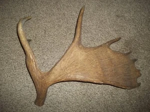 Large Moose Antler! Moose ANTLER Shed! Deer,ELK, Man Cave-RUSTIC DECOR - Picture 1 of 11