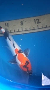 15in Doitsu Showa Japanese Koi Live Imported KoiGazer - Picture 1 of 9