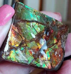 Ammolite Ammonite tabletop Display 47.5x38.2x11.5mm #13515 - Picture 1 of 4