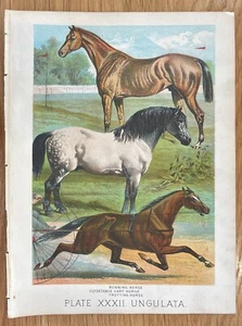 Impresión litográfica artística de 1880 Johnson's Mammalia corriendo trote caballo Clydesdale - Imagen 1 de 3