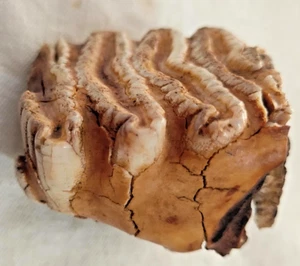 Old Molar Teeth of Elephant pushed out naturally - Picture 1 of 9