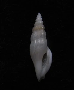 Caracol Cytharopsis butonensis RARO 17 mm F++ - Imagen 1 de 3