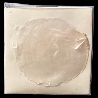 Pottery Barn Capiz SHELL 航海装饰花瓶填充桌散点海滩 7 盎司 全新带盒 — 第 1/4 张图片