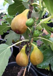 Ficus carica Bornholms diamante arbusto 30-40 cm higuera planta de jardín resistente al invierno - Imagen 1 de 3