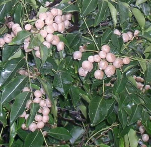 GREGS WAMPEE – MURRAYA CRENULATA - BUSH TUCKER – UNCOMMON - Picture 1 of 3
