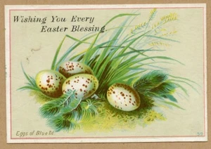 Trading Card Eggs of Blue Tit Speckled Eggs Grasses No Advertising c1880's - Picture 1 of 2