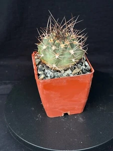 Acanthocalycium hoevenii, cactus plant - Picture 1 of 6