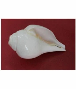 Natural Blowing Shankh Original Vamavarti Conch Shell For Home Temple 3-3.5 Inch - Foto 1 di 4