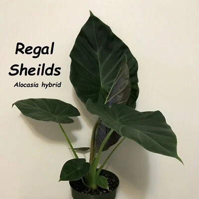 ~REGAL SHIELDS~ Alocasia AWESOME Elephant Ear Live Potd Starter Plant - Image 1 of 4
