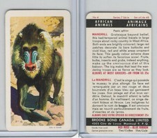 FC34-7 Brook Bond, African Animals, 1964, #4 Mandrill