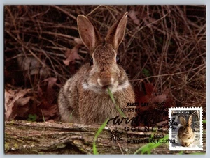 #5539 Winter Scenes Rabbit FDC Maxi Card w/Pictorial Cancel! - Picture 1 of 2