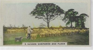 Single Card Orig- homeland series footballers tennis sporting personalities ec4