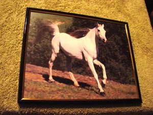 FOTO ENMARCADA DE CABALLO 8X10 #2 - Imagen 1 de 1