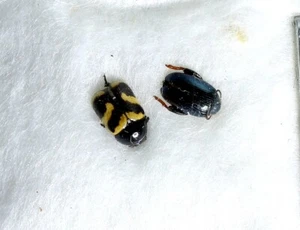 Chrysomelidae, Cryptocephalus, Chaetocnema, 2 ex, AFGANISTÁN - Imagen 1 de 1