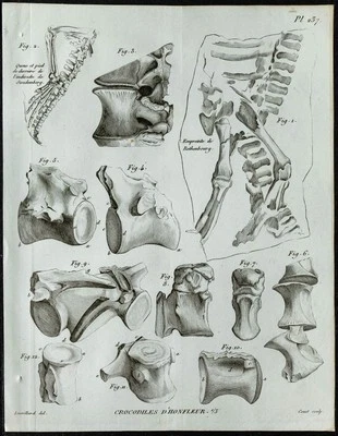 1836 - Crocodiles fossiles de Honfleur - Gravure de Paléontologie de Cuvier - Photo 1/3