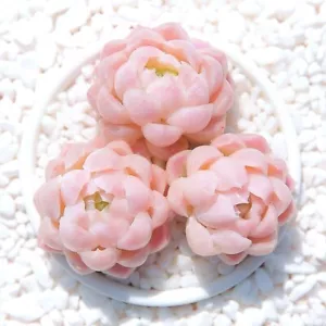 Echeveria Cream Beauty 3cm diameter, succulent - Picture 1 of 4