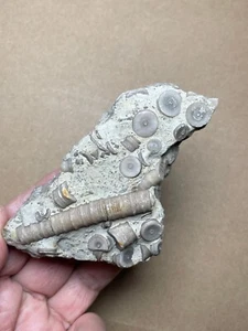 145g Devonzeit Crinoid Geologisches Gesteinsexemplar - Bild 1 von 15