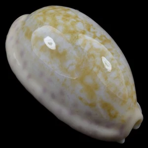 CYPRAEA (Ovatipsa) CHINENSIS (Olango Isl., Philippines) 35.7mm #22868 - Picture 1 of 4