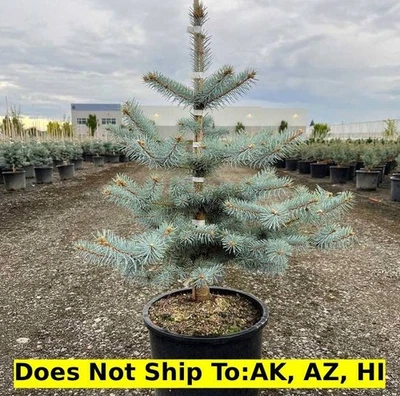 Blue Diamond Spruce Tree in 5Gal Pot Outdoor Evergreen Tree Great For Garden - Image 1 of 2