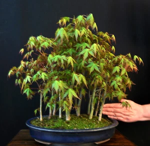 BONSAI WALD JAPANISCHER FÄCHERAHORN ACER PALMATUM OUTDOOR - Bild 1 von 11
