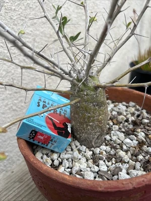 Fouquieria Columnaris 'Boojum' - Image 1 of 4