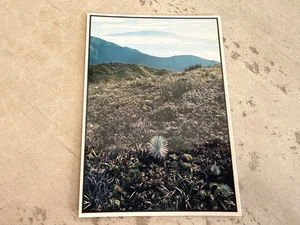 Maui Hawaii Haleakala Silversword Plant Postcard - Picture 1 of 3
