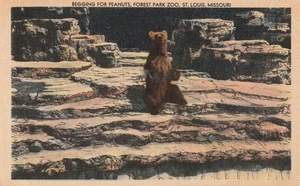 BEAR BEGGING for PEANUTS FOREST PARK ZOO St. Louis Missouri Postcard - Picture 1 of 2
