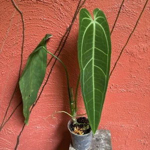 Anthurium warocqueanum Large Top Cut ! - Picture 1 of 5