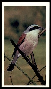 Grandee Britain's Endangered Wildlife 1984 - Red-Backed Shrike  No.22