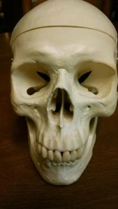 Good quality human skull (plastic) for college/med school A & P students - Picture 1 of 2