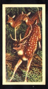 Brooke Bond Asian Wild Life (1962) Chital No. 38