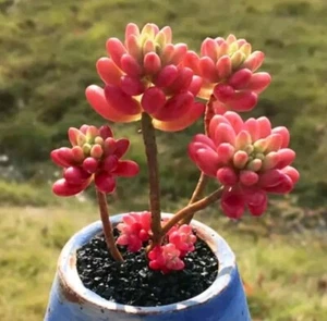 Sedum Pink Jelly beans variegated 🏵️ one head Cutting 3cm Succulent - Picture 1 of 3