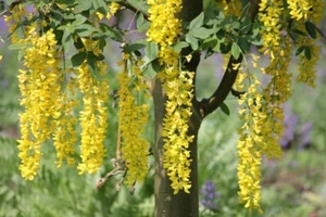 ☺6 graines cytise commun / faux ébenier / laburnum anagyroides - Picture 1 of 3