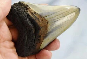 Megalodon Shark Teeth XLG Real FOSSIL 5 - 24 million year old 100mm 4.0" 626cc - Picture 1 of 13