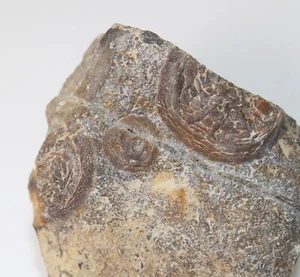 Edrioasteroidea, Agelacrinites hannoveri, Devon, Nora Springs, Iowa, USA -x332 - Foto 1 di 4