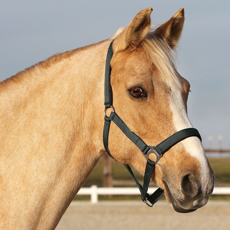 Euroriding Halfter Basic - Bild 1 von 1