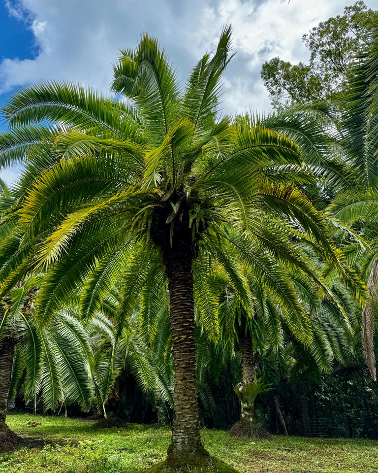 ¡Semillas Phoenix rupicola CLIFF DATILE PALM! Foto 1 de 1