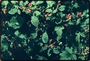 Vintage Kodak Ektachrome 35mm Dia Brombeeren Naturfotografie - Bild 1 von 4