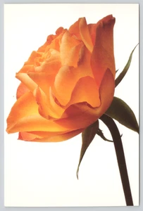 Postkarte Gelbe Rosen 2001 Abbott Laboratories Gesundheitsverbindungen sicherstellen Anzeige - Bild 1 von 2