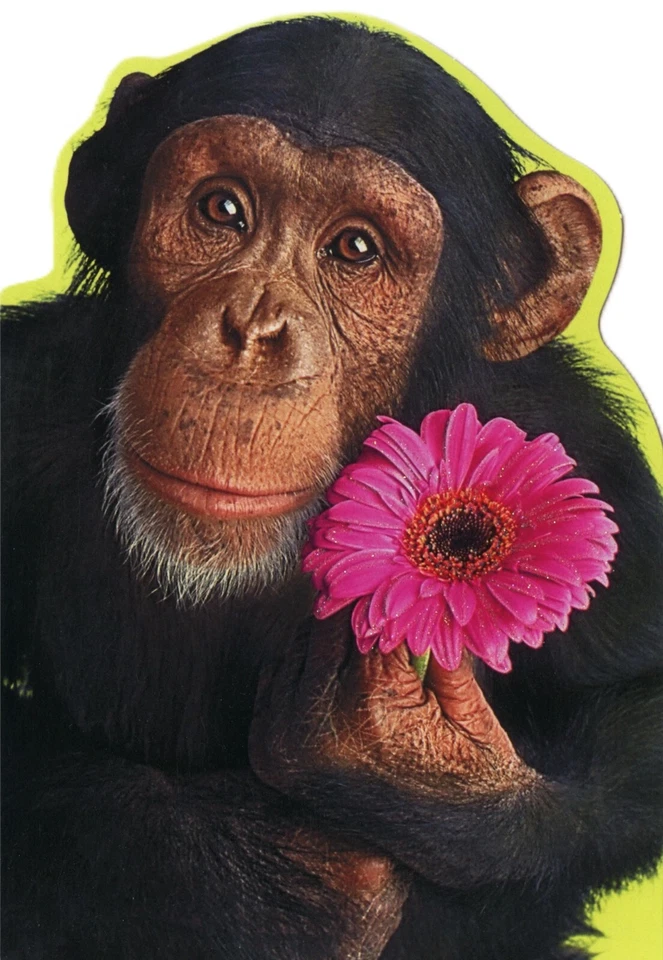 Funny GET WELL Card, Great Big Hug Chimpanzee Monkey Pink Flower by Hallmark +✉ - Image 1 of 4